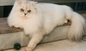 Puszysta biała kotka z zielonymi oczami leży obok zabawki.