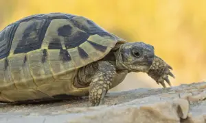 Żółw grecki na kamieniu, ciekawy świata. Sprawdź, jaka jest jego cena.