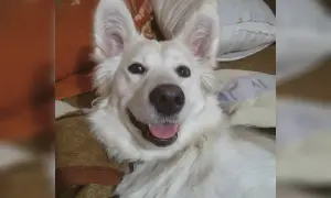 Uśmiechnięty biały huskador leży na kocu, z uszami postawionymi na sztorc.
