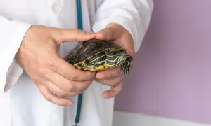 Weterynarz trzyma żółwia. Zastanawiasz się, ile kosztuje żółw domowy?