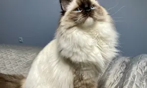 Piękny ragdoll z niebieskimi oczami, jego puszysta sierść sugeruje zdrową wagę.