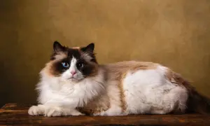 Czy ragdoll gubi sierść? Odkryj prawdę o linieniu tych kotów