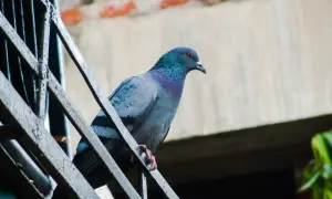 Gołąb na balustradzie, jak widzą ptaki. Jego pióra mienią się w słońcu, a oko czujnie obserwuje otoczenie.