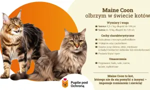 Maine Coon: Włosy czy sierść? Poznaj różnice i pielęgnację