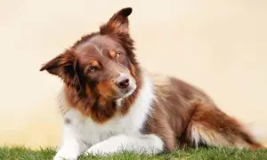 Border Collie sierść czy włosy - poznaj tajemnice pielęgnacji