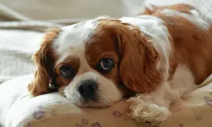 Cavalier King Charles Spaniel - ile sierści gubi i jak dbać o futro