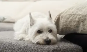 West Highland White Terrier – czy naprawdę gubi sierść i jak dbać o jego futro?