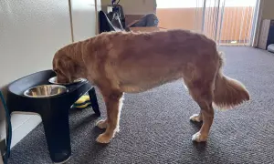 Golden retriever pije wodę z miski na podwyższeniu.