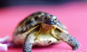Mały żółw na różowym tle. Zastanawiasz się, ile żyją żółwie? Ten maluch ma przed sobą długie życie.