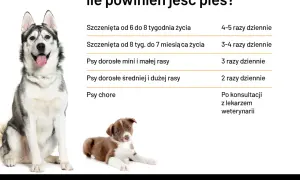 Tabela: ile powinien jeść szczeniak i dorosły pies. Podano zalecenia dla szczeniąt, psów małych, średnich i dużych ras oraz chorych.
