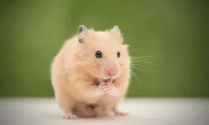 Uroczy chomik domowy z puszystym futerkiem, siedzi na białej powierzchni na tle zieleni.