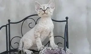 Devon Rex w śląskim – Gdzie znaleźć zdrowe kocięta z rodowodem