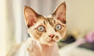Devon Rex kocięta - jak je wychować i gdzie je znaleźć?
