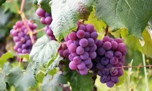 Dojrzałe, fioletowe winogrona zwisają z krzewu. Czy króliki mogą jeść winogrona? To pytanie nurtuje wielu właścicieli zwierząt.
