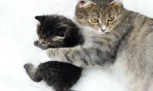 Kocur czy kotka – co wybrać, aby uniknąć problemów z zachowaniem?