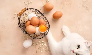 Biały kotek patrzy na koszyk z jajkami, w którym widać otwarte jajko z błyszczącym żółtkiem. Może to dla niego przysmak?