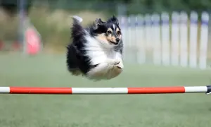 Shetland sheepdog w locie pokonuje przeszkodę podczas zawodów psie sporty.