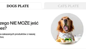 Złoty retriever z brokułem w pysku, obok talerz z jedzeniem i mlekiem. Temat: czego nie może jeść pies.