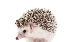 Jeż pigmejski, uroczy, ale wymaga uwagi. Wady i zalety posiadania tego kolczastego przyjaciela.
