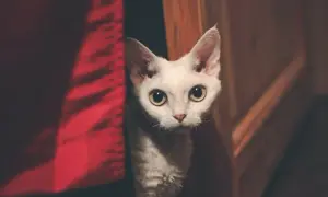 Czy Devon Rex uczula? Poznaj prawdę o alergiach i kotach hipoalergicznych