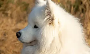 Piękny samojed, białe futro lśni w słońcu. Zastanawiasz się nad samojed cena?
