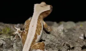 Mała jaszczurka o brązowo-białym ubarwieniu siedzi na korze drzewa.