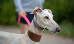 Biały whippet na spacerze z właścicielem. Zastanawiasz się nad whippet cena?