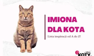 Szukasz najpiękniejszych imion dla kotów? Znajdź inspirację od A do Z dla swojego futrzastego przyjaciela na liście od hiPets.