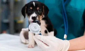 Czy weterynarz to doktor? Poznaj różnice w tytułach i kwalifikacjach