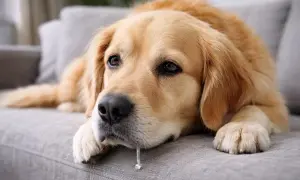 Smutny golden retriever leży na kanapie, zastanawiając się, czy pies może jeść migdały. Ślina kapie mu z pyska.