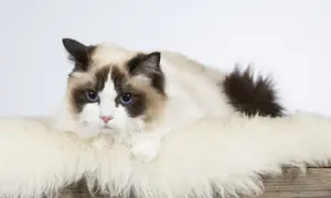 Dorosły ragdoll z niebieskimi oczami leży na białym futrze.