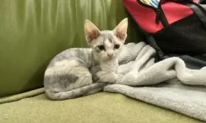 Devon Rex Lublin – piękne koty na sprzedaż i lokalne hodowle