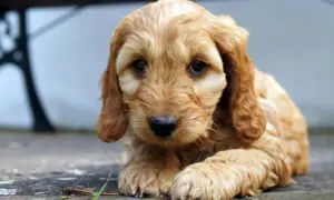 Cockapoo włosy czy sierść - kluczowe różnice i pielęgnacja