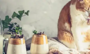 Pomarańczowy kot myje łapkę obok mleka i deserów. Czy koty mogą pić mleko? To pytanie nurtuje wielu właścicieli.
