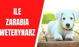 Ile zarabia weterynarz w Norwegii? Zaskakujące różnice wynagrodzeń