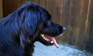 Czarny golden retriever z językiem na wierzchu, zrelaksowany, na tle drewnianego płotu.