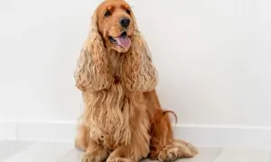 Cocker spaniel angielski usposobienie: przyjazny, wesoły piesek siedzi na podłodze, z językiem na wierzchu.