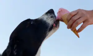 Pies z rozkoszą liże różowe psie lody z wafelka, trzymanego przez ludzką dłoń.