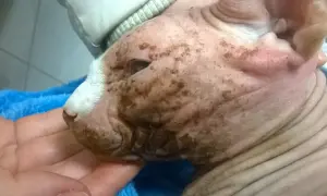 Głowa kota rasy Devon Rex z widocznymi zmianami skórnymi i brązowymi nalotami.