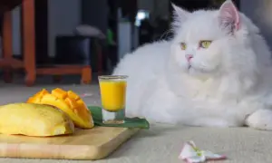 Czy koty mogą jeść mango? Odkryj ryzyko i bezpieczne metody podawania