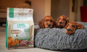 Trzy szczenięta rasy Irish Setter leżą w miękkim legowisku obok paczki karmy "Lamb with duck". To idealna dieta dla psa, zapewniająca mu wszystko, co potrzebne do zdrowego rozwoju.