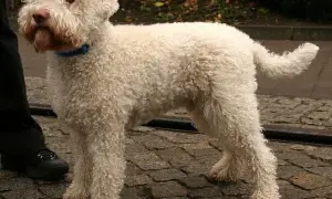 Lagotto Romagnolo sierść czy włos – poznaj różnice i pielęgnację