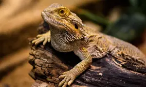 Agama brodata, ciekawy gad, żyje nawet 15 lat. Jej łuski i kolce są imponujące.