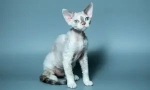 Uroczy devon rex z niebieskimi oczami, z falowaną sierścią, siedzi na szarym tle. Jego cena jest adekwatna do unikalności.