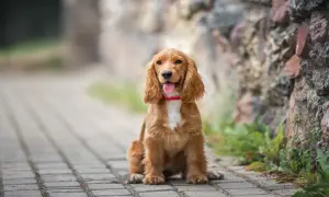 Spaniel włosy czy sierść – jak dbać o unikalną sierść cocker spaniela