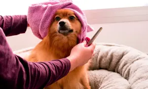 Piesek z różowym ręcznikiem na głowie czeka na trymowanie. Groomer delikatnie przycina mu sierść.