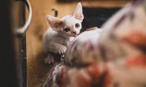 Devon Rex blue point - piękne kocięta, które skradną Twoje serce