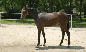 Ile zarabia weterynarz od koni? Szokujące różnice w wynagrodzeniu!