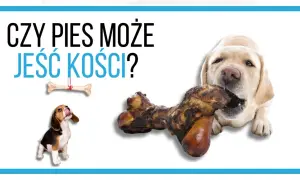 Czy pies może jeść kości? Młody beagle patrzy z nadzieją na kość wiszącą na sznurku, podczas gdy labrador gryzie dużą kość.