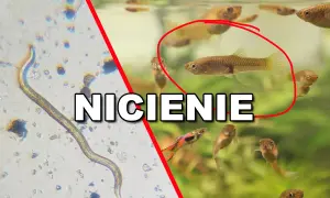 Nicienie w akwarium: z lewej strony widok pod mikroskopem na nicień, z prawej małe rybki gupiki.